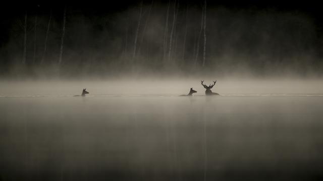 Das Flüstern der Wälder